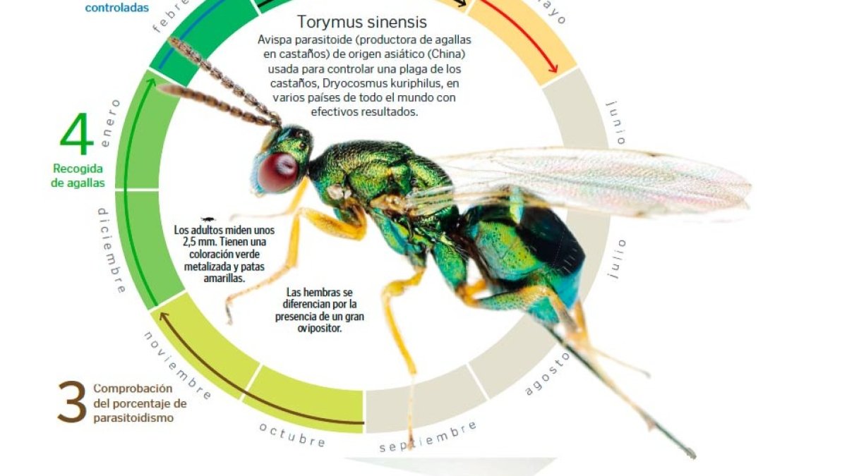 Avispilla del castaño