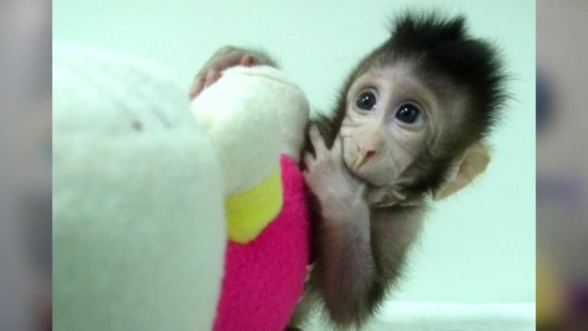 La ONG de defensa de los animales PETA calificó hoy de espectáculo de terror el experimento hecho por un equipo de científicos chinos.