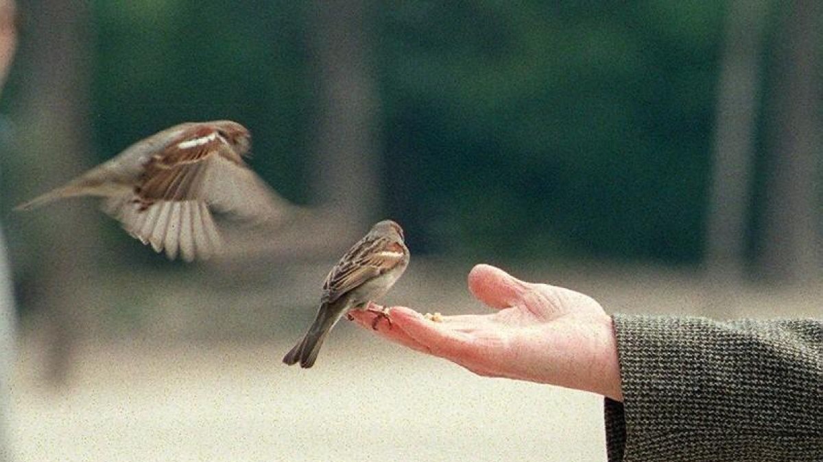 Un hombre mayor da de comer a los pájaros de la ciudad.
