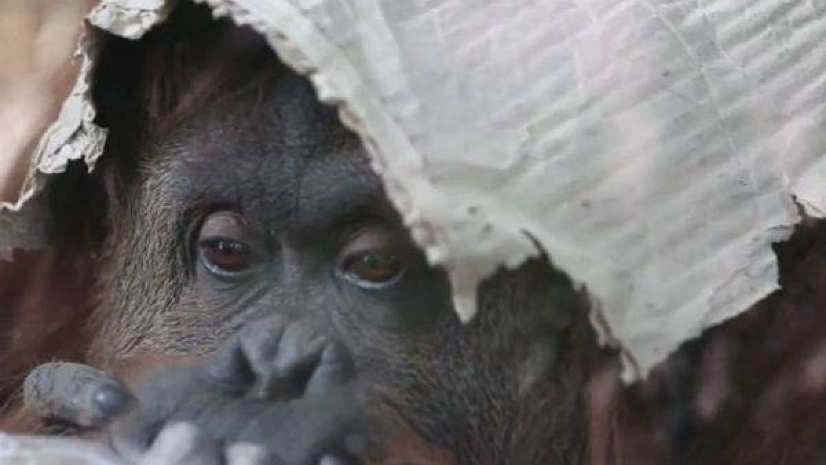 Sandra, la orangután que lleva desde 1994 recluida en un zoológico de Argentina.
