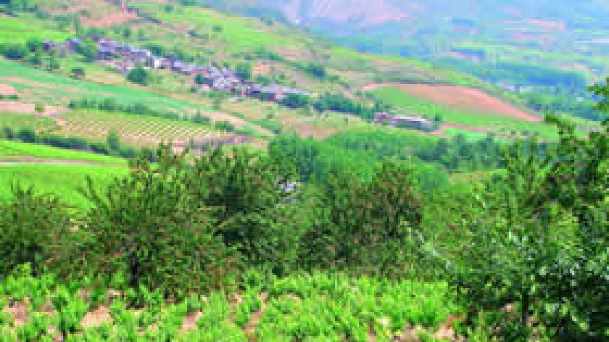 Aspecto del viñedo de Soto del Vicario,con la bodega entre los cerezos y, al fondo, San Clemente.
