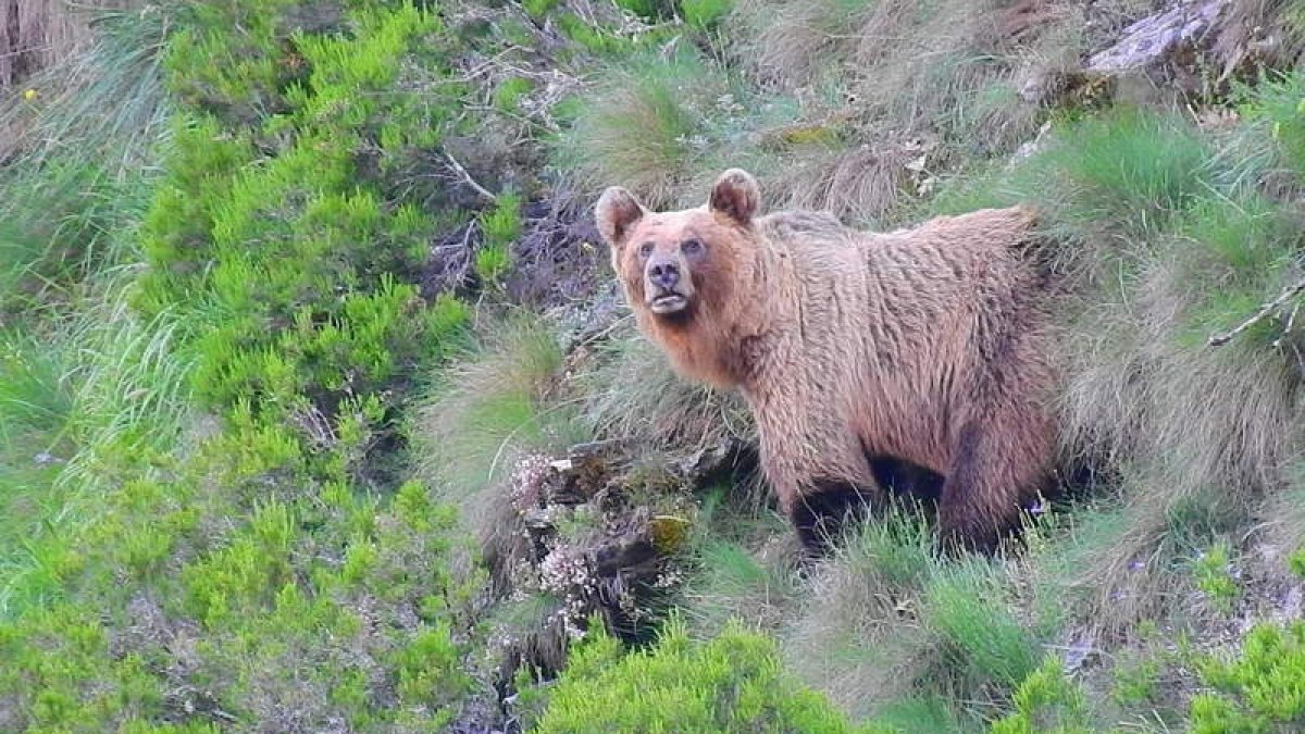 Un ejemplar de oso pardo en el Alto Sil, en una fotografía de archivo. DL