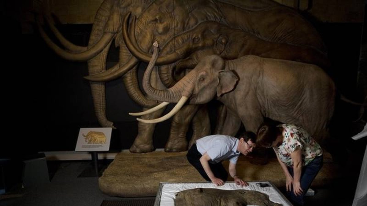 Preparación de la exposición sobre mamuts en Londres.