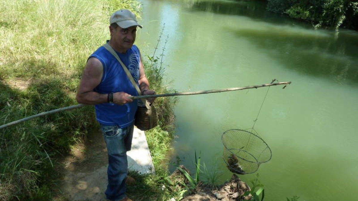 El pescador J.L. de la Fuente pescando cangrejos en las orillas del río Cea.