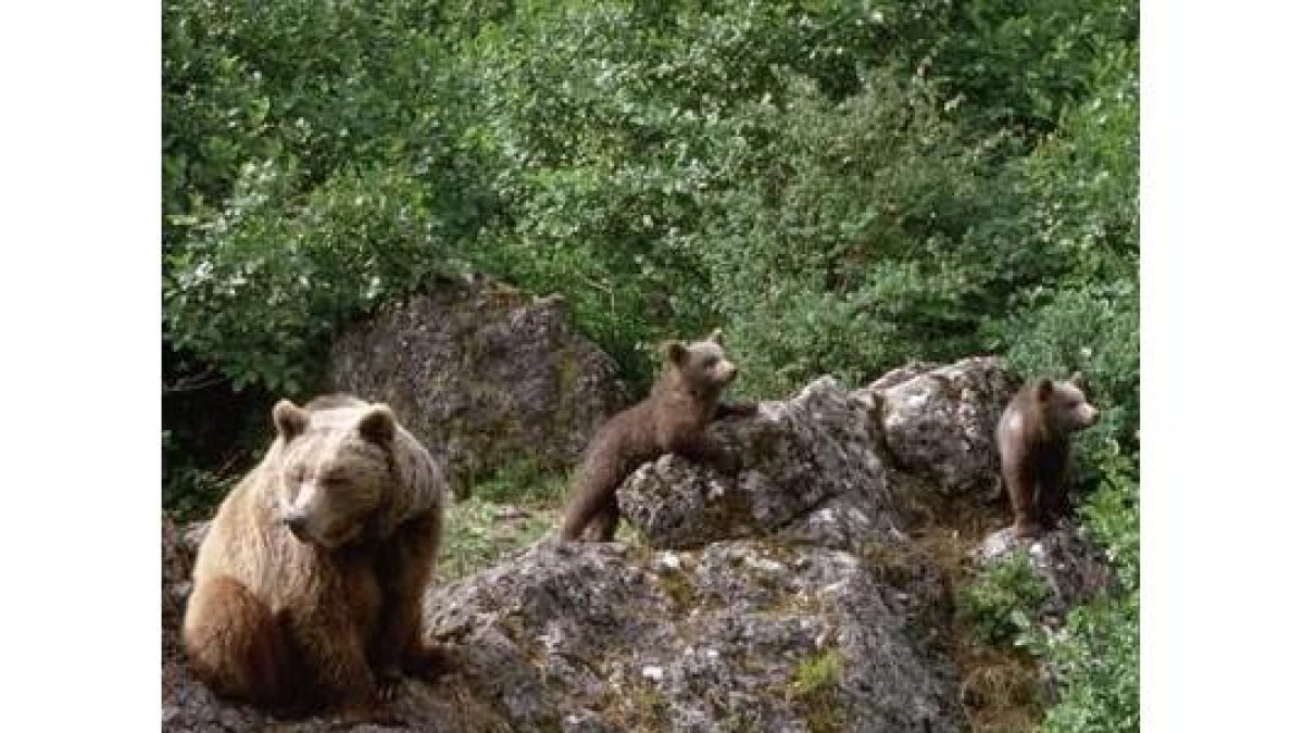Una osa con sus dos oseznos en un monte de la provincia de León