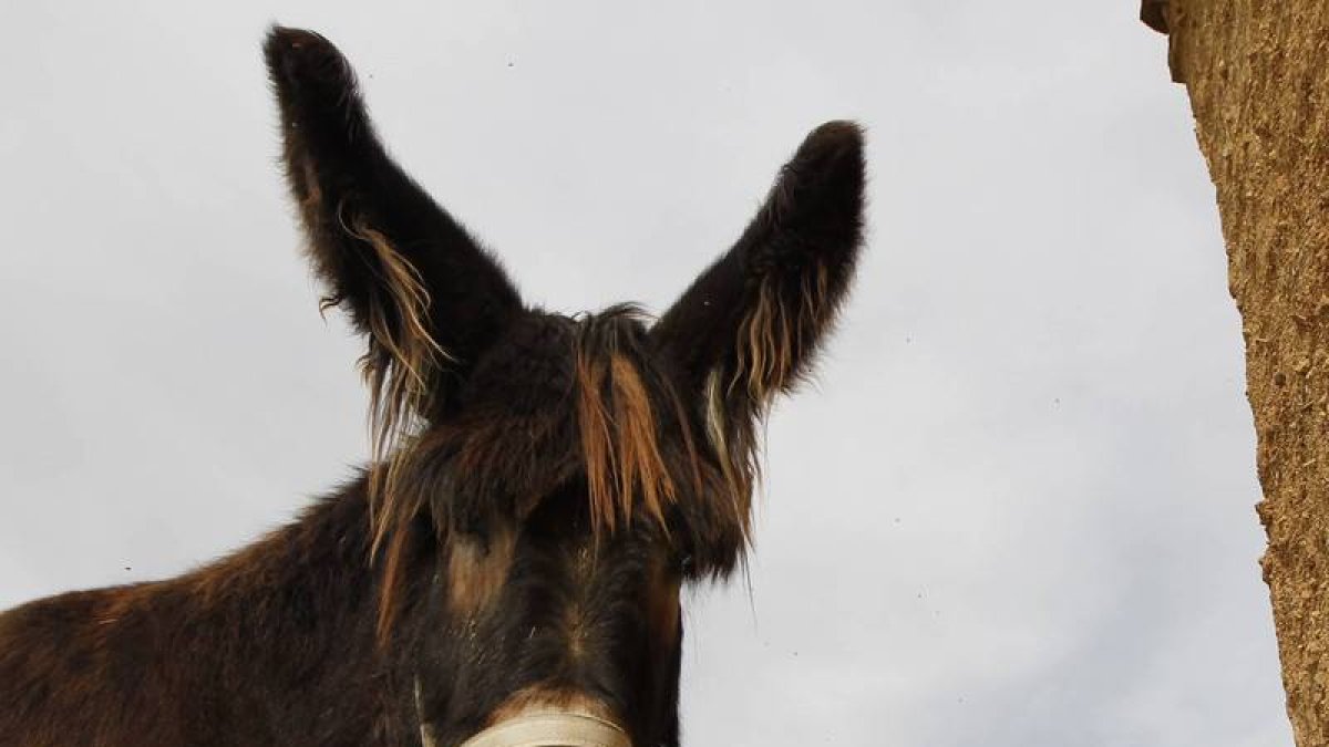 Un burro, en Astorga
