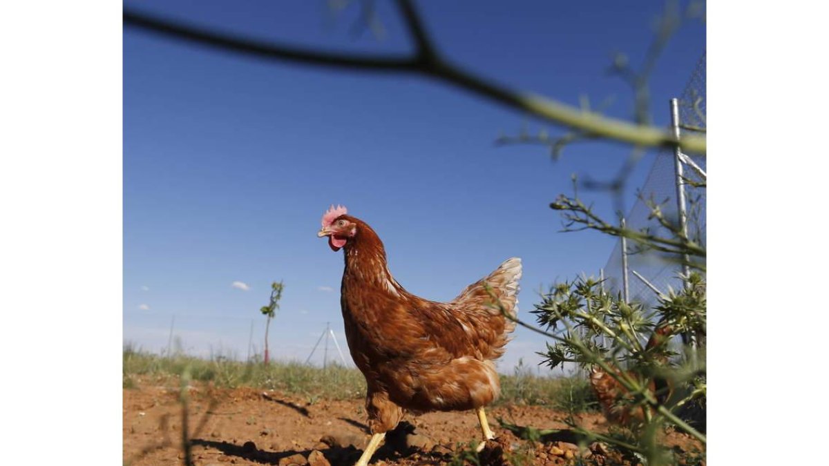 Una gallina en una granja campera. jesús f. salvadores