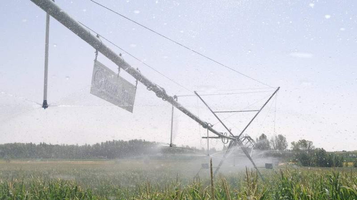 Un pívot riega un maizal en la zona de Joarilla de las Matas