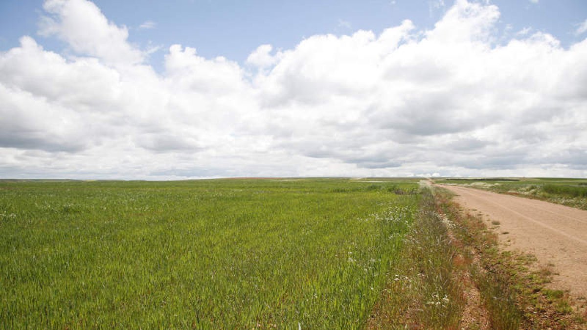 A parte de la concentración de las fincas, el proyecto contempla la reordenación del paisaje. FERNANDO OTERO