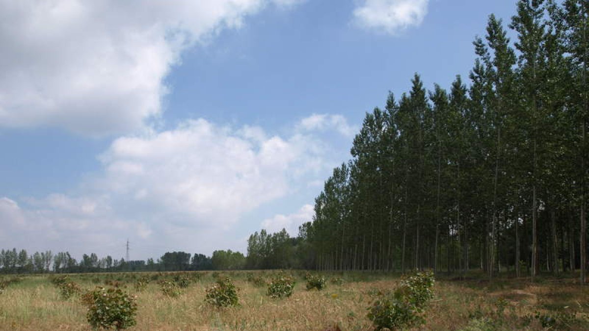 Una finca de chopos junto a la ribera del Esla en Villademor de la Vega. MEDINA