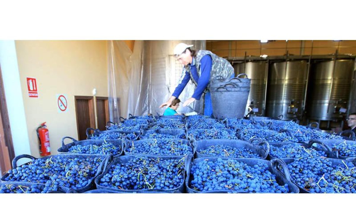 La bodega Gordonzello, en Gordoncillo, comenzó ayer las primeras pruebas.