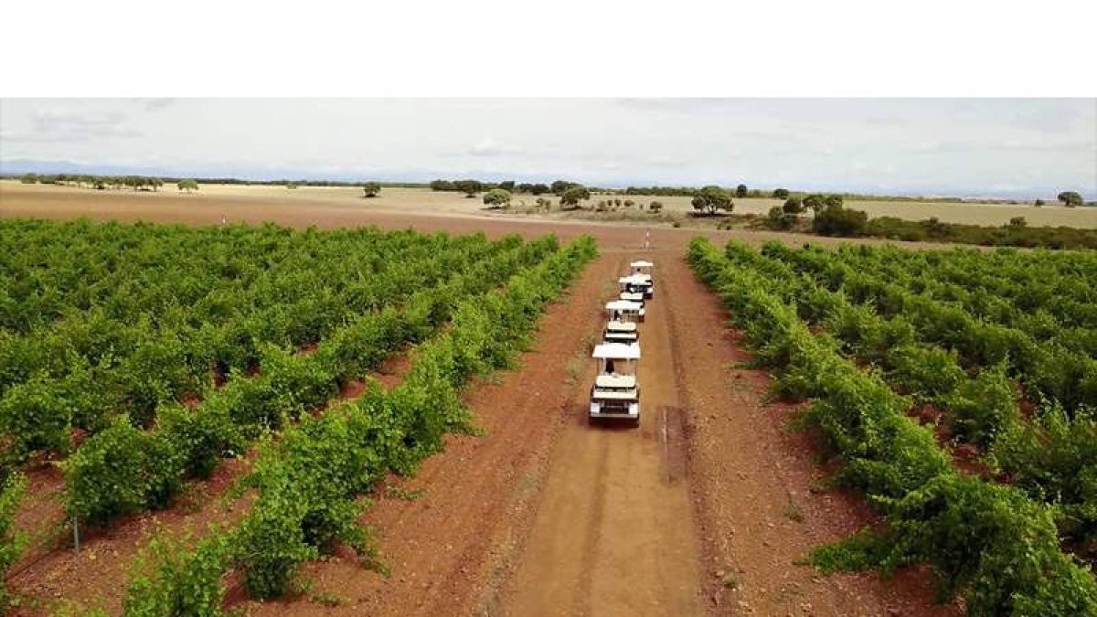 Buggys recorriendo los viñedos de La Finca de Vile.