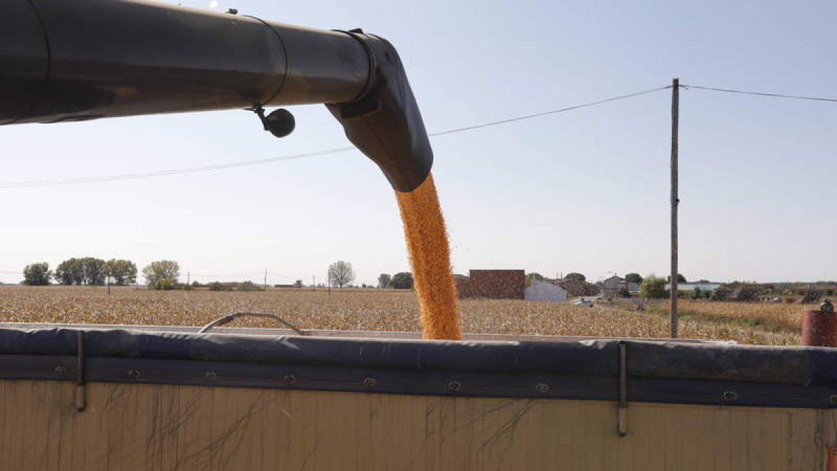 Recolección de grano. efe