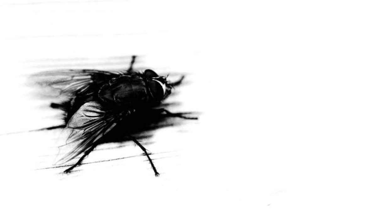 Mosca. DAVID CAMPOS, 2023