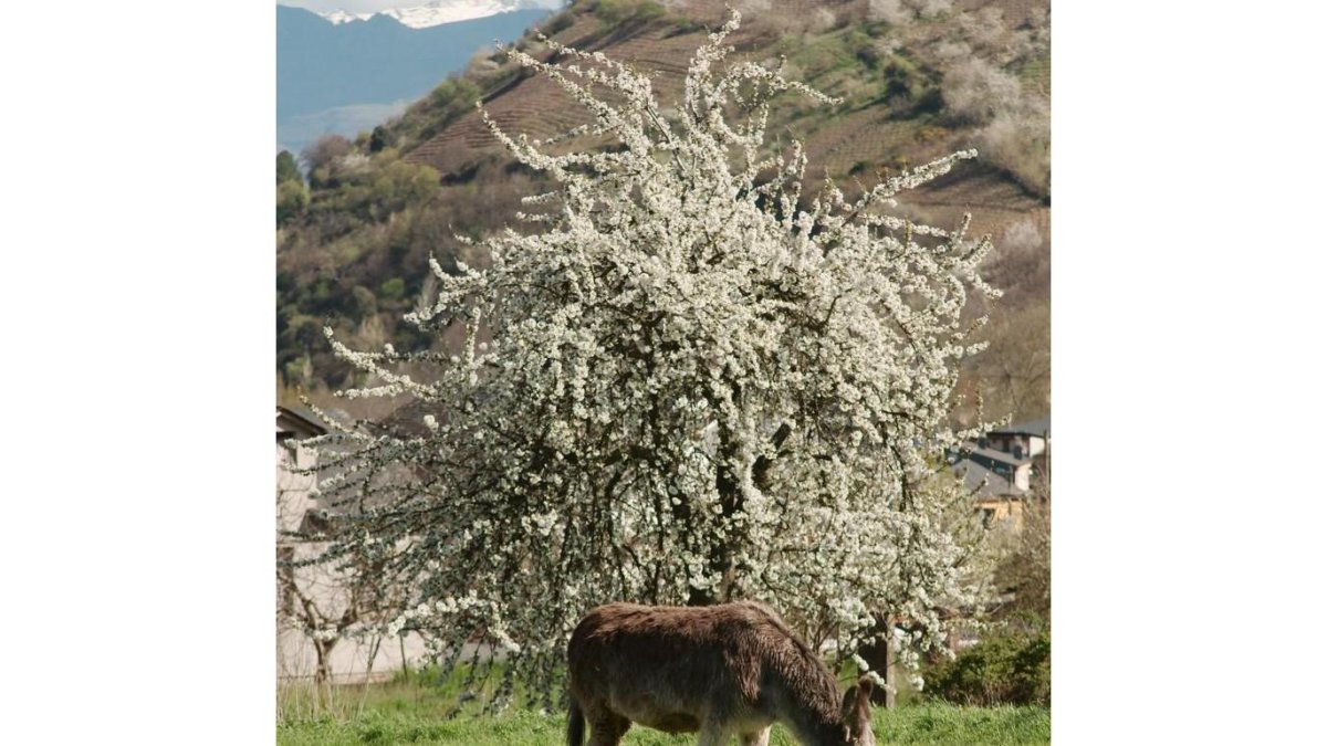 Cerezo en flor en Corullón.
