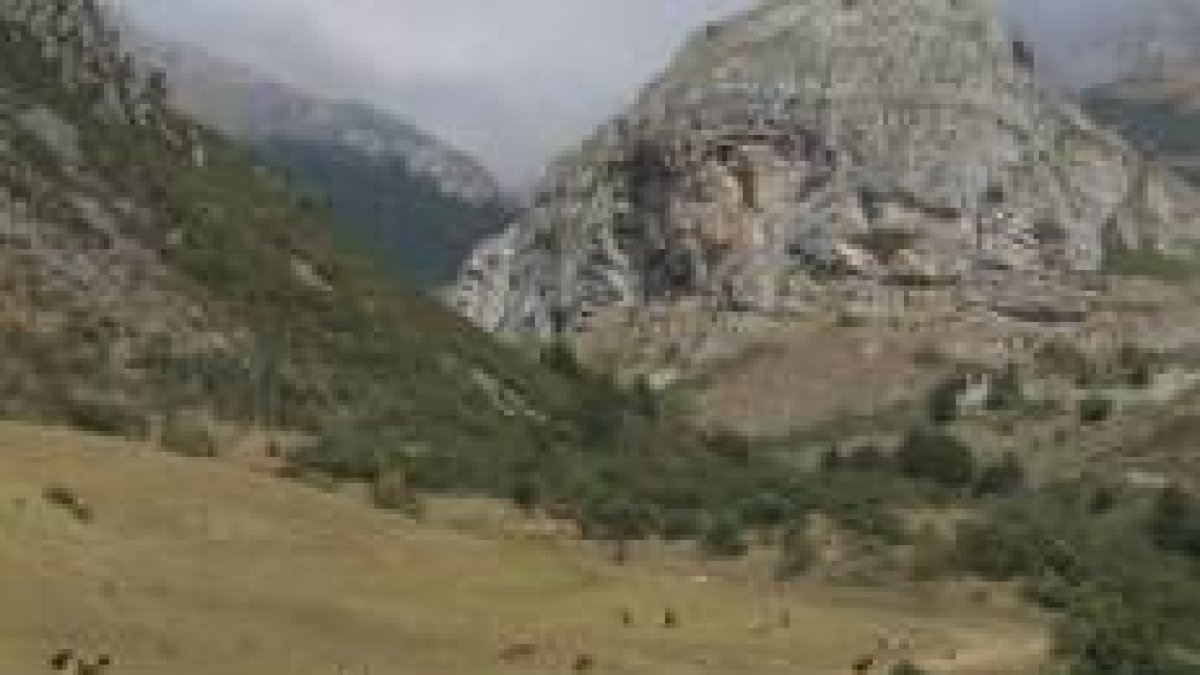 La escasez de pasto por la sequía está afectando a la ganadería de la montaña leonesa