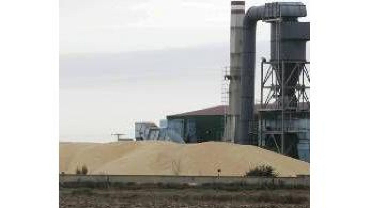 Montón de maíz en la cooperativa Ucogal, a finales del mes de febrero