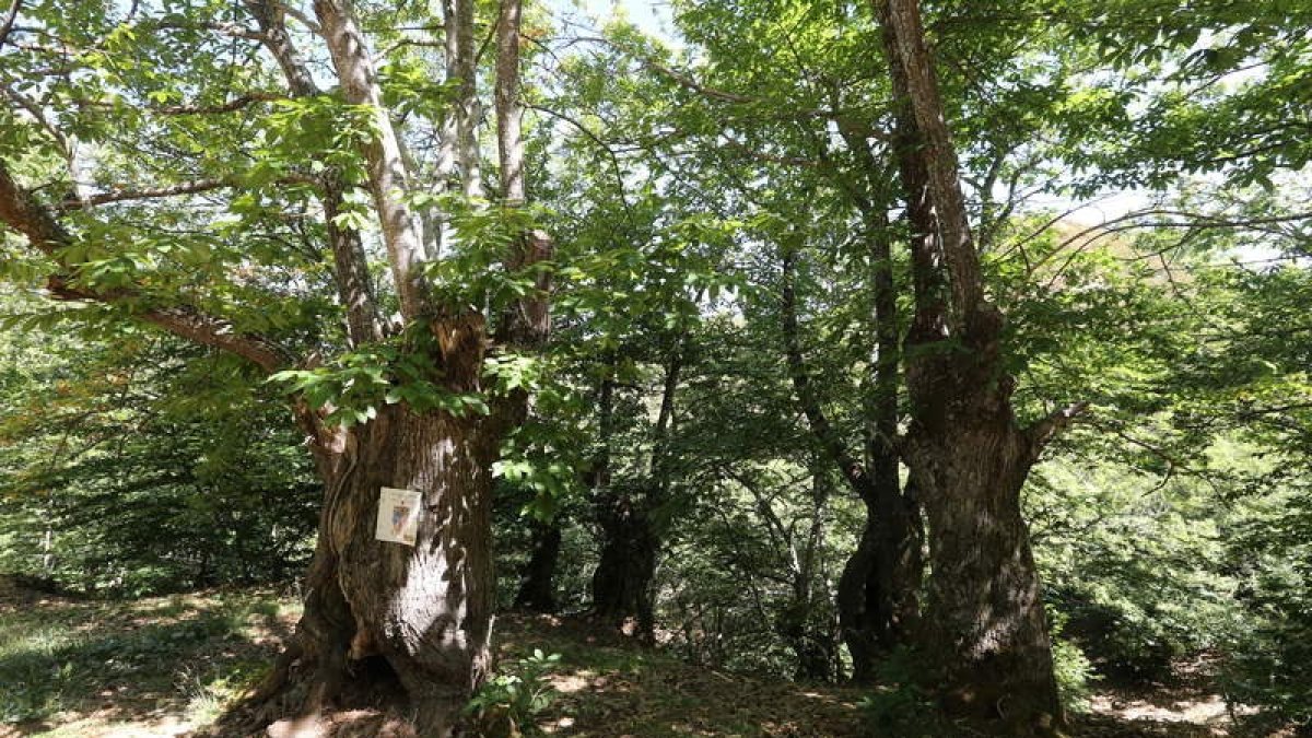 Los sotos de castaños generan una biodiversidad en los valles del Bierzo, además del suculento manjar de las castañas. L. DE LA MATA