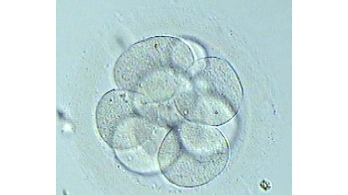 Los científicos avanzan en el conocimiento de cómo se comunican las células. efe