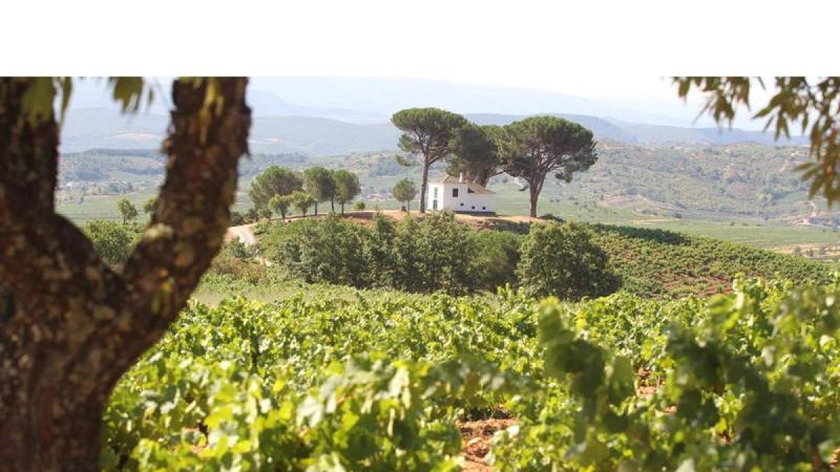 Viñedos en Villafrancadel Bierzo.
