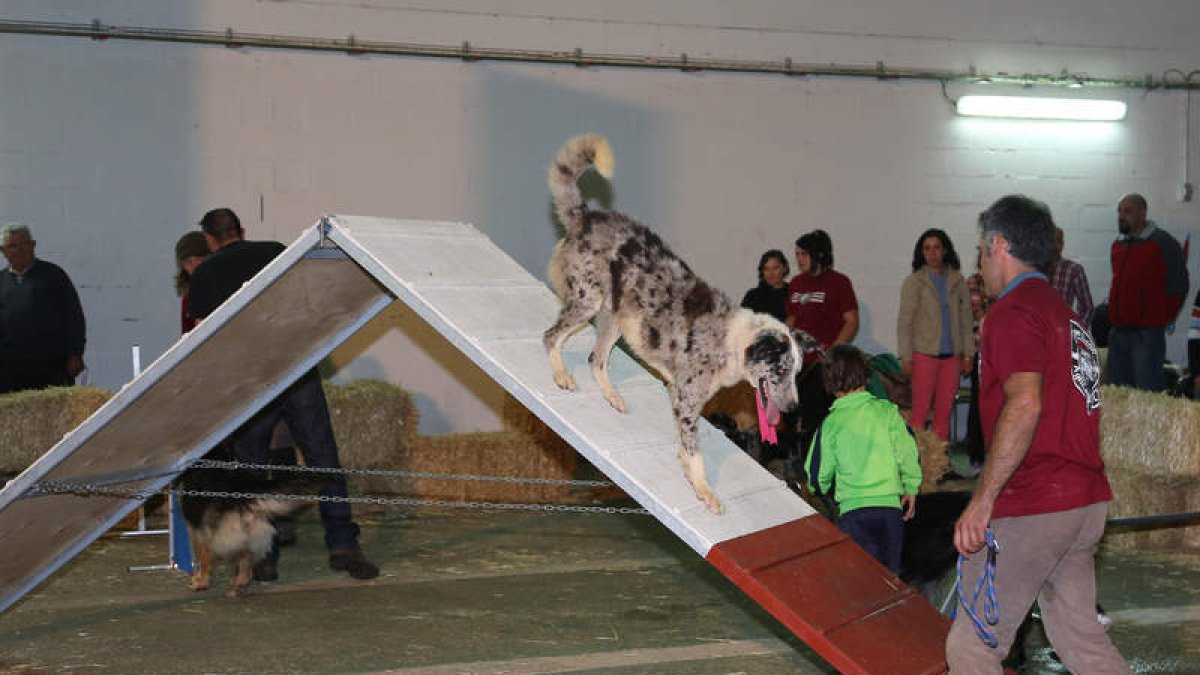 Exposición canina durante la jornada de ayer.
