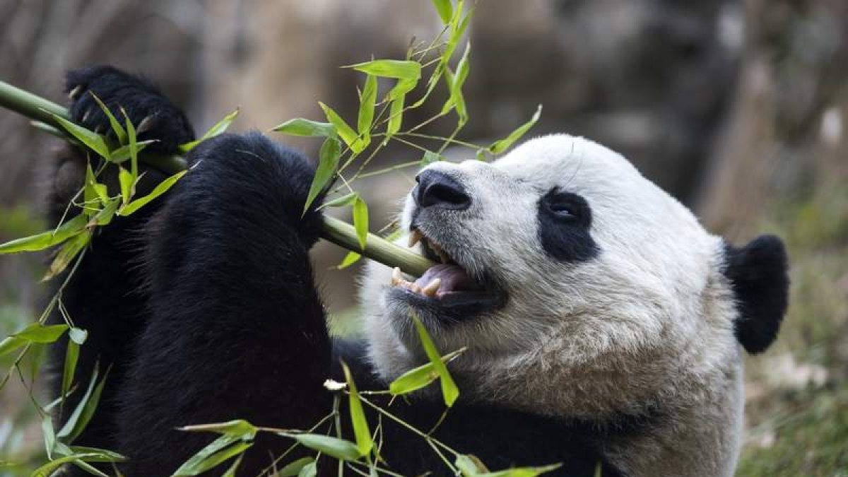 El panda gigante Bao Bao come hojas de bambú en el zoo de Washington.