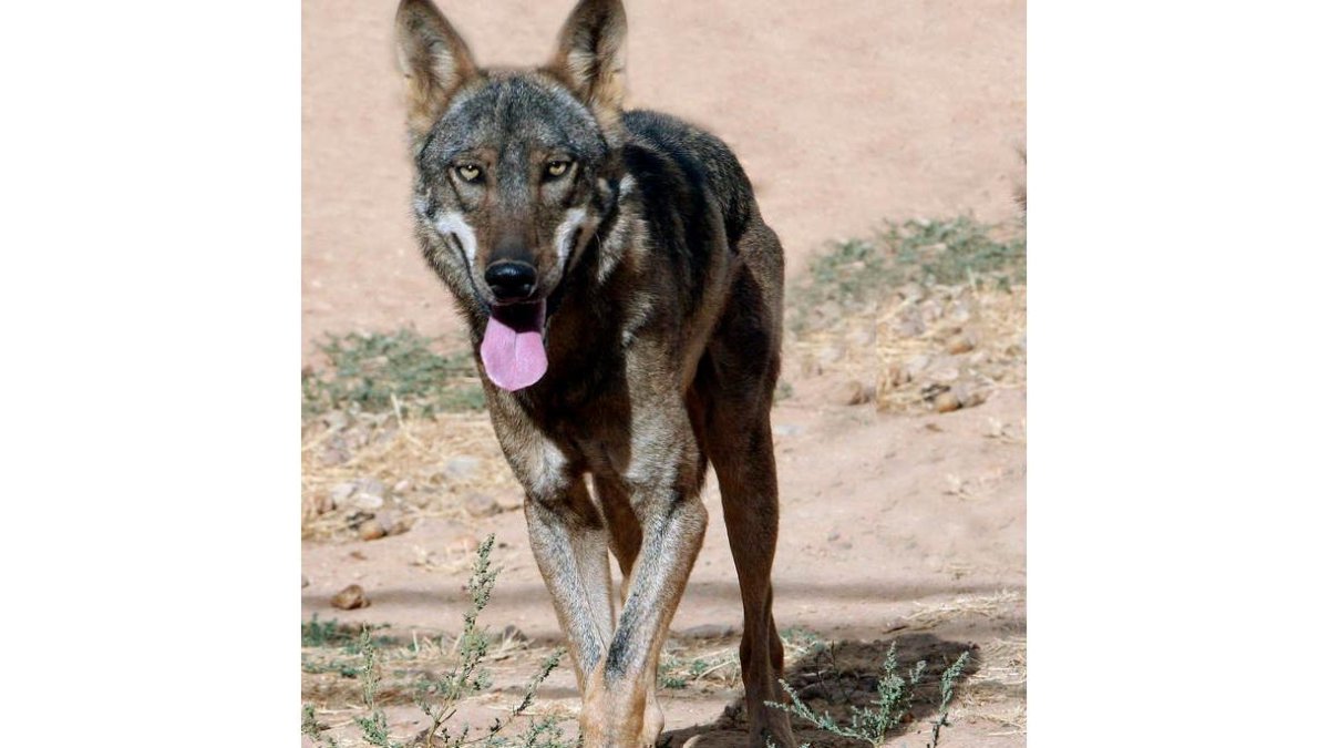 Mientras que en León el lobo es especie cinegética en Asturias está protegido.