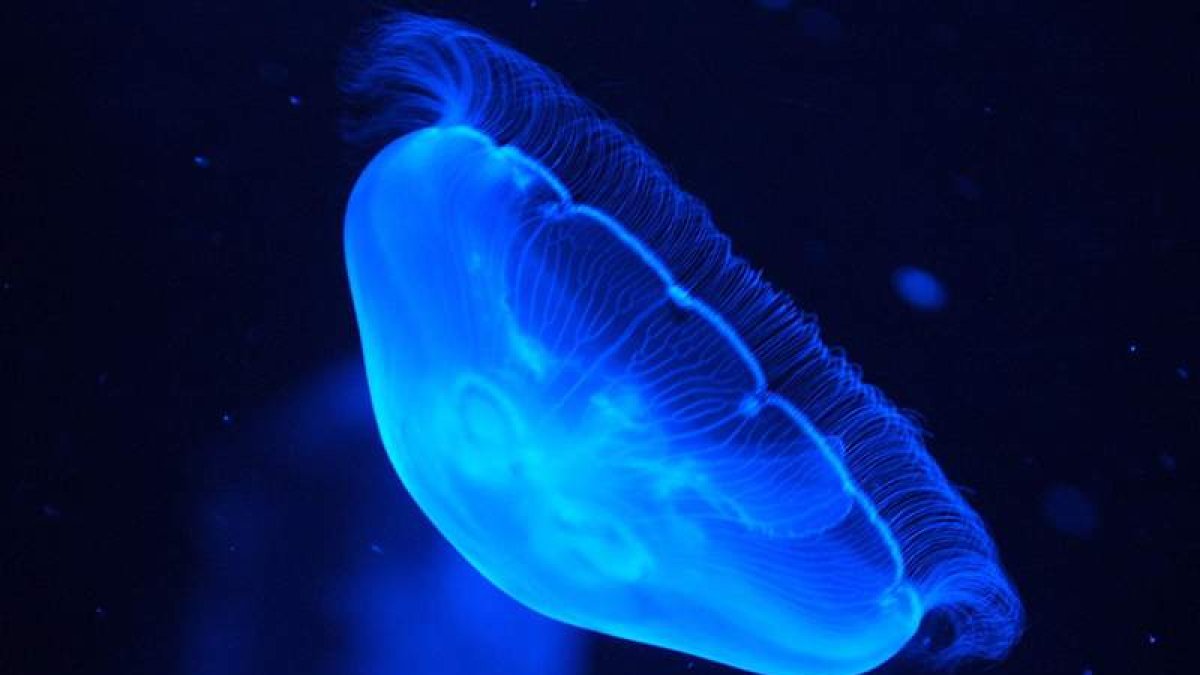 De las medusas a la biomasa, de las infecciones de la alubia de La Bañeza a los anticonceptivos masculinos, todo cabe en las charlas. kiko huesca