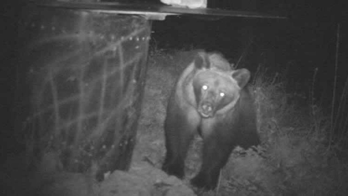 DE CÓMO EL OSO LLEGA Y SE HACE DUEÑO DE LA MIEL DE LA COLMENAUna de las cien cámaras instaladas por el Fapas en el Alto Sil permiten observar el comportamiento de un oso ante uno de los colmenares experimentados instalados, en este caso, en un cortín de S