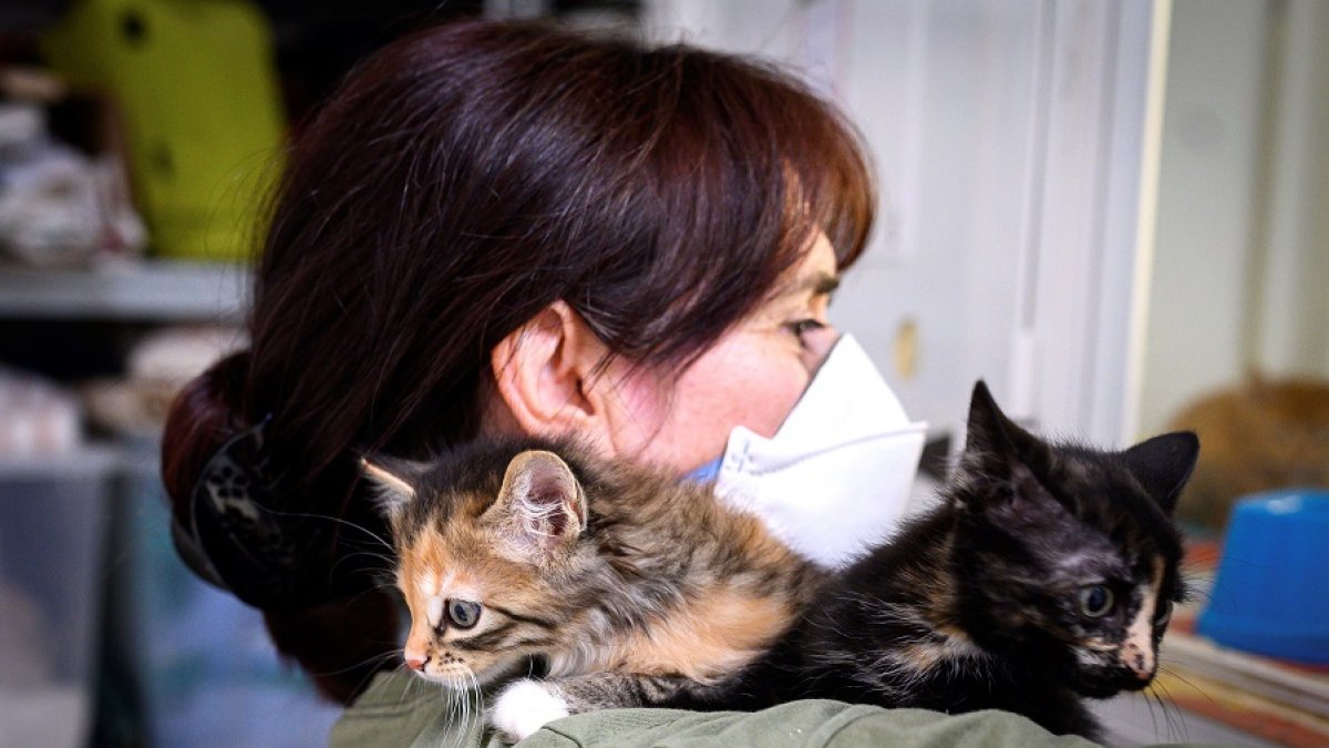 Una trabajadora de la asociación Alba, dedicada a la adopción de mascotas, posa este jueves junto varios de los gatos cuyos dueños han fallecido o enfermado por el Covid 19 y que han sido ha acogidos por dicha asociación durante la pandemia. EFE/Fernando Villar
