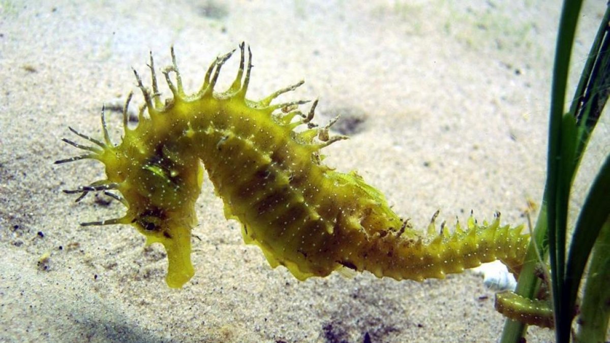 Caballito de mar de la especie Hippocampus guttulatus.