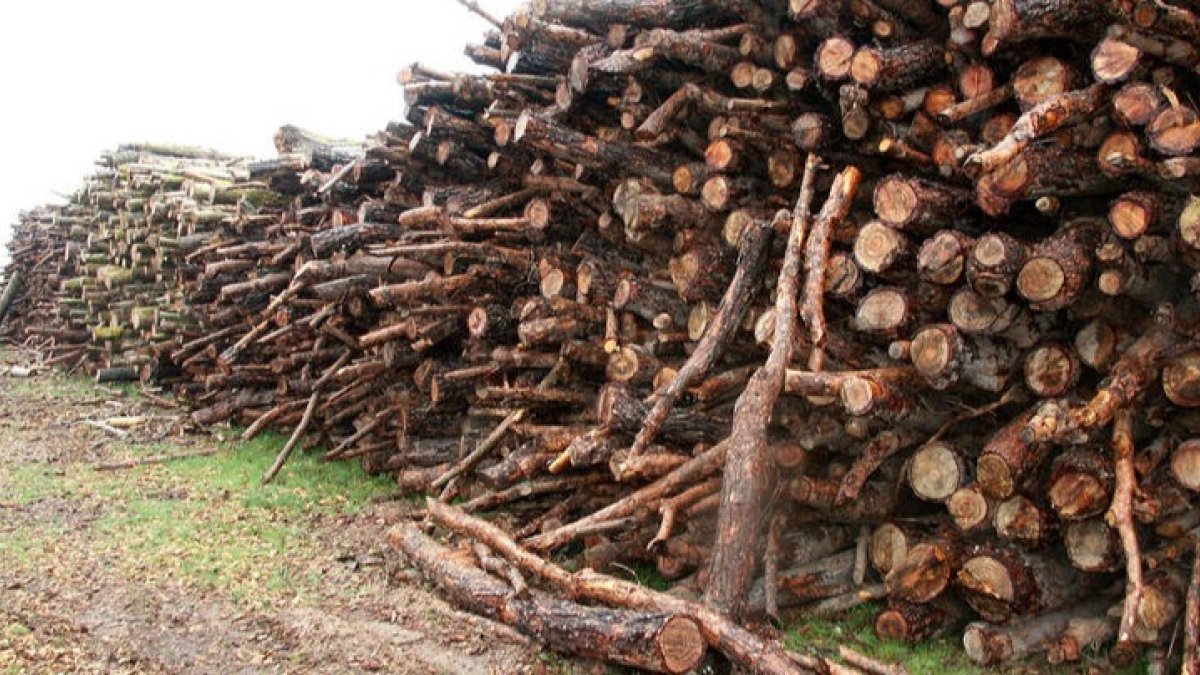 Hay en Castilla y León 1.500 empresas dedicadas a la madera. DL