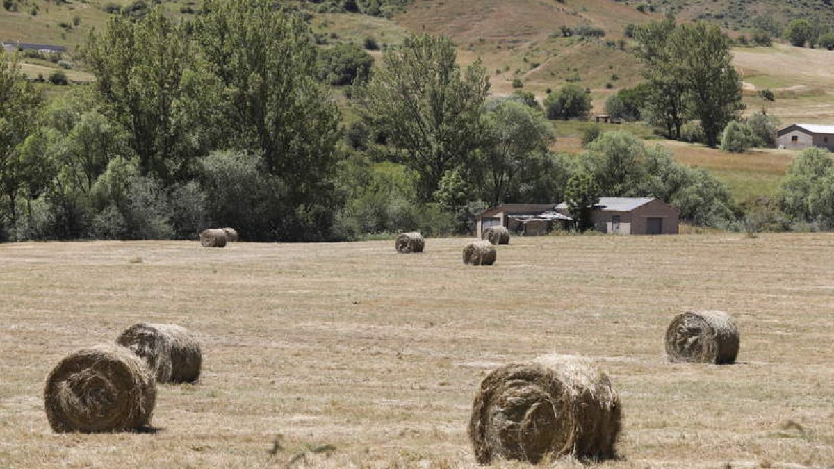 Forraje y hierba henificada y empaquetada en rollos, en un área del valle de la Tercia. MARCIANO PÉREZ