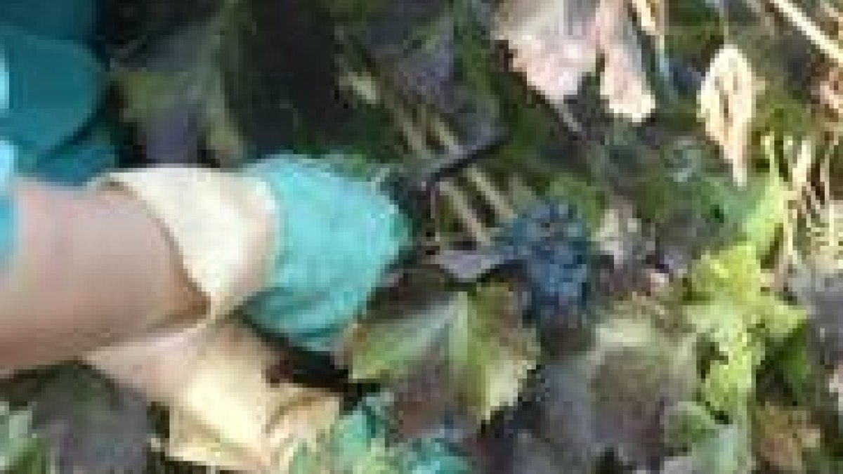Un agricultor vendimia en los viñedos de Gordoncillo