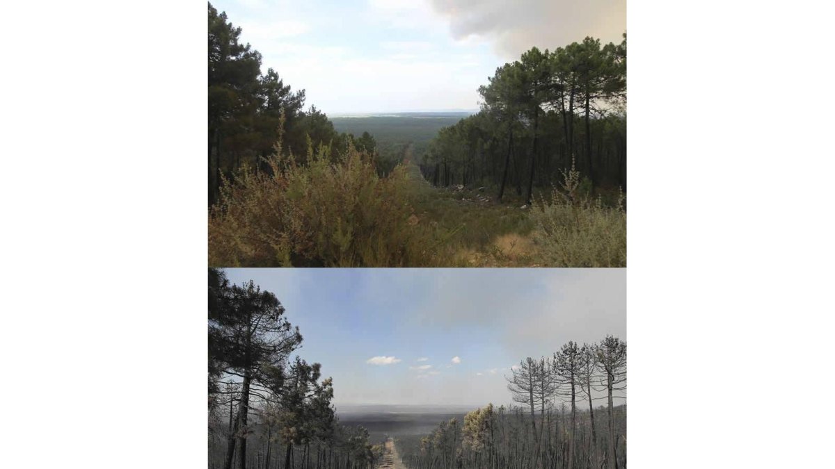 <br />Las imágenes corresponden al mismo punto del pinar de Tabuyo. La de arriba fue tomada el lunes y la siguiente, con el paisaje calcinado, un día después.