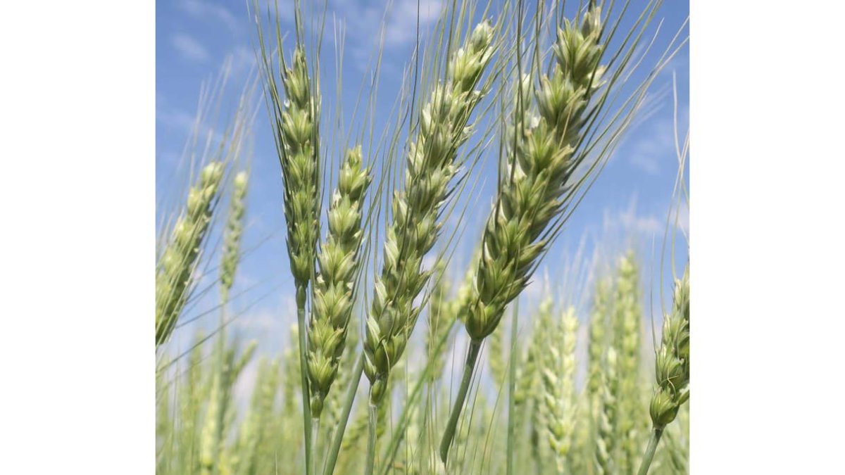 El estudio avanza en la investigación genética del gluten. gabriel romano