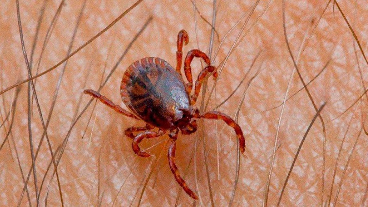 La fiebre hemorrágica de Crimea-Congo está causada por un virus, cuyo mecanismo de transmisión principal es la picadura de la garrapata. REDACCIÓN