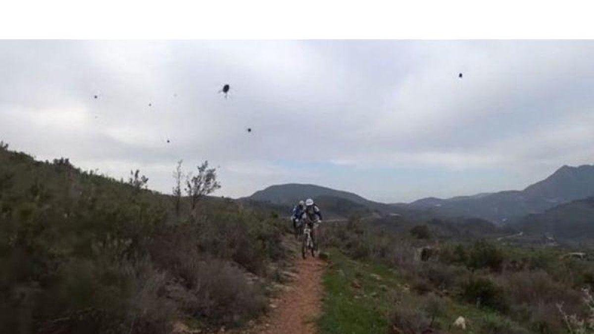 El ataque de las abejas.