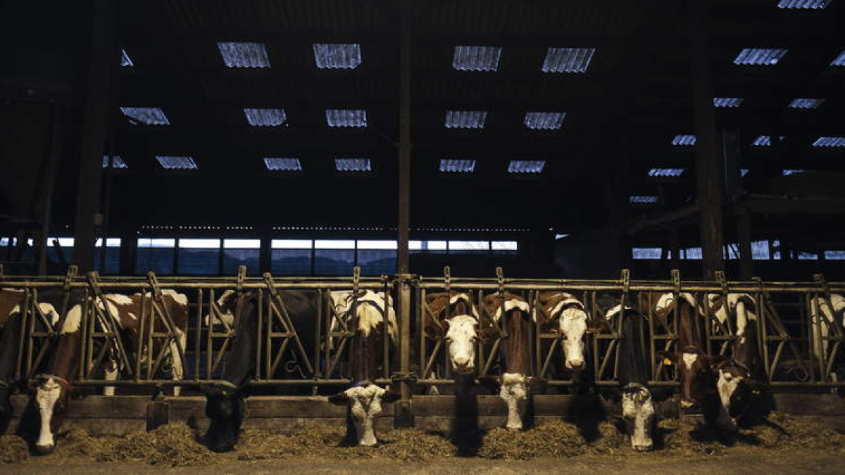 Ganado de producción lechera en el lineal de alimentación. efe