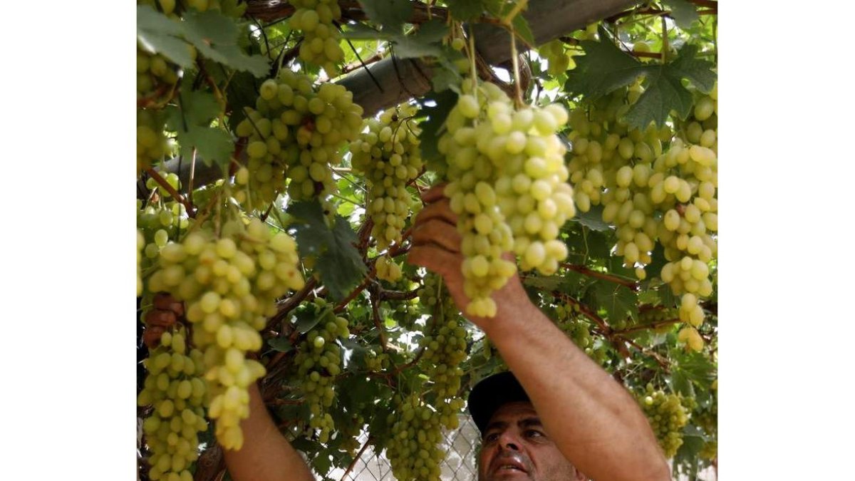 La investigación analiza las propiedades antioxidantes naturales del mosto, y sus aplicaciones para la salud. dl