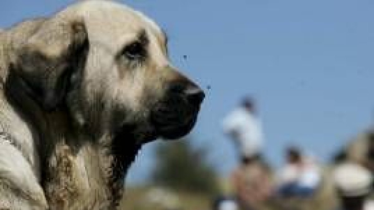 Uno de los mastines que participaron en la fiesta de San Emiliano en agosto