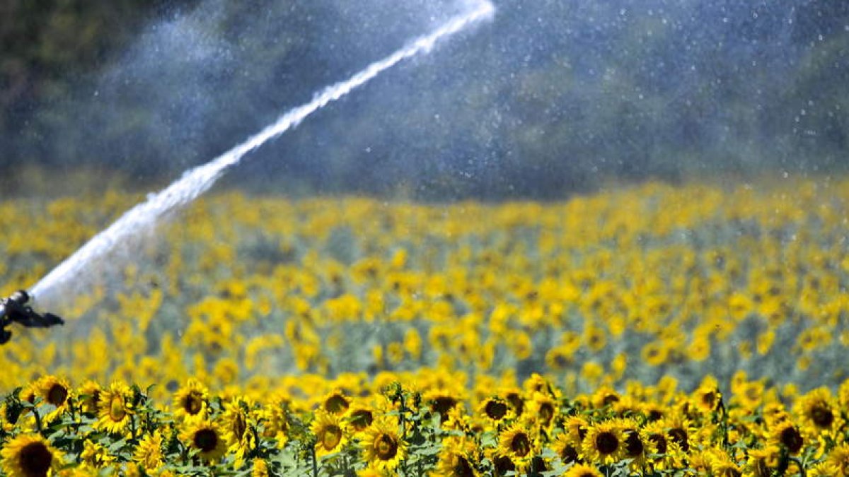 Cañón de riego sobre un campo de girasoles. EFE