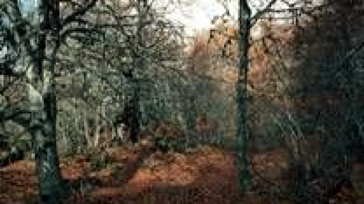 Los bosques nos ofrecen infinidad de productos y servicios necesarios para la humanidad