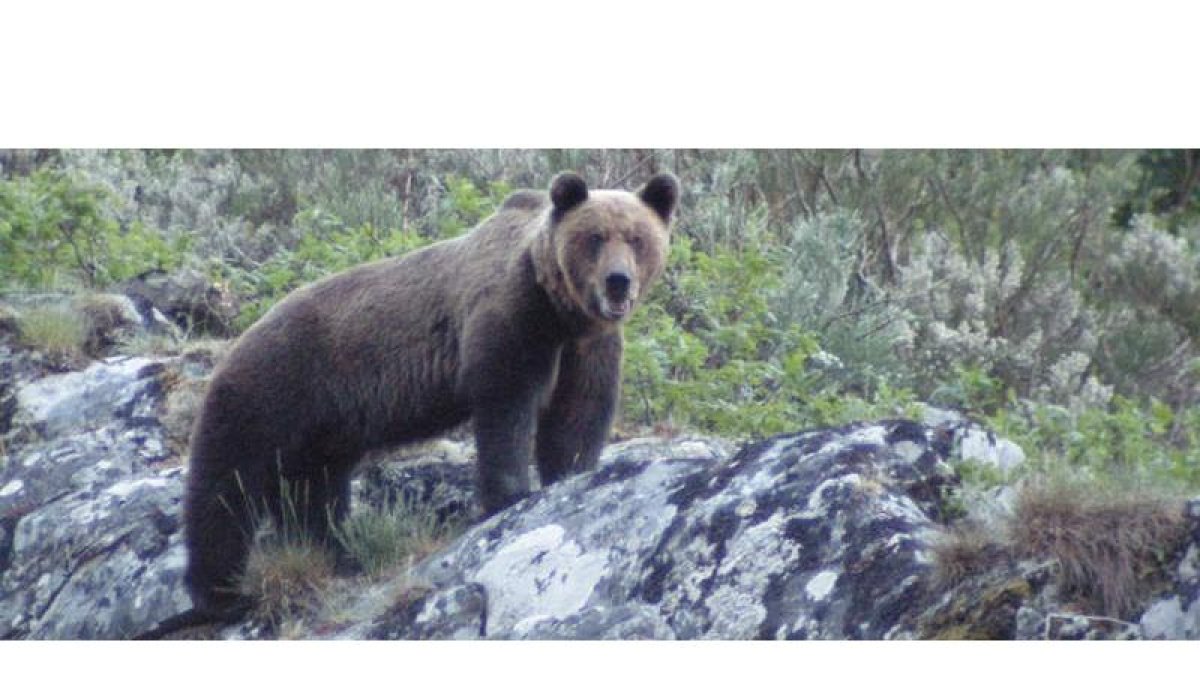 Además de librar los montes de lazos de acero, los cazadores colaborarán en el seguimiento de ejemplares