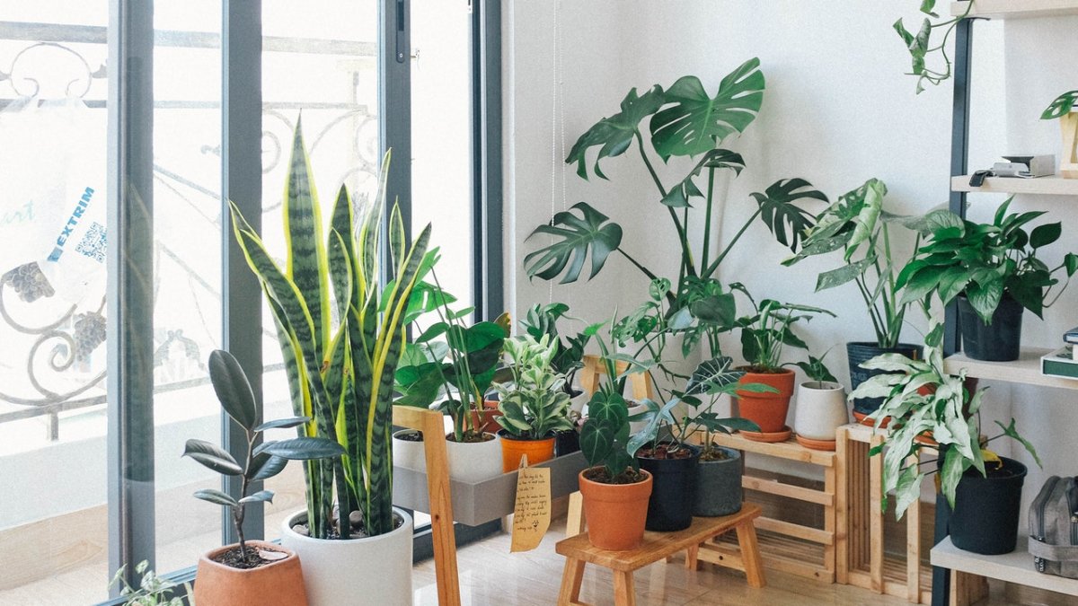 Plantas de interior ideales para decorar tu piso este otoño