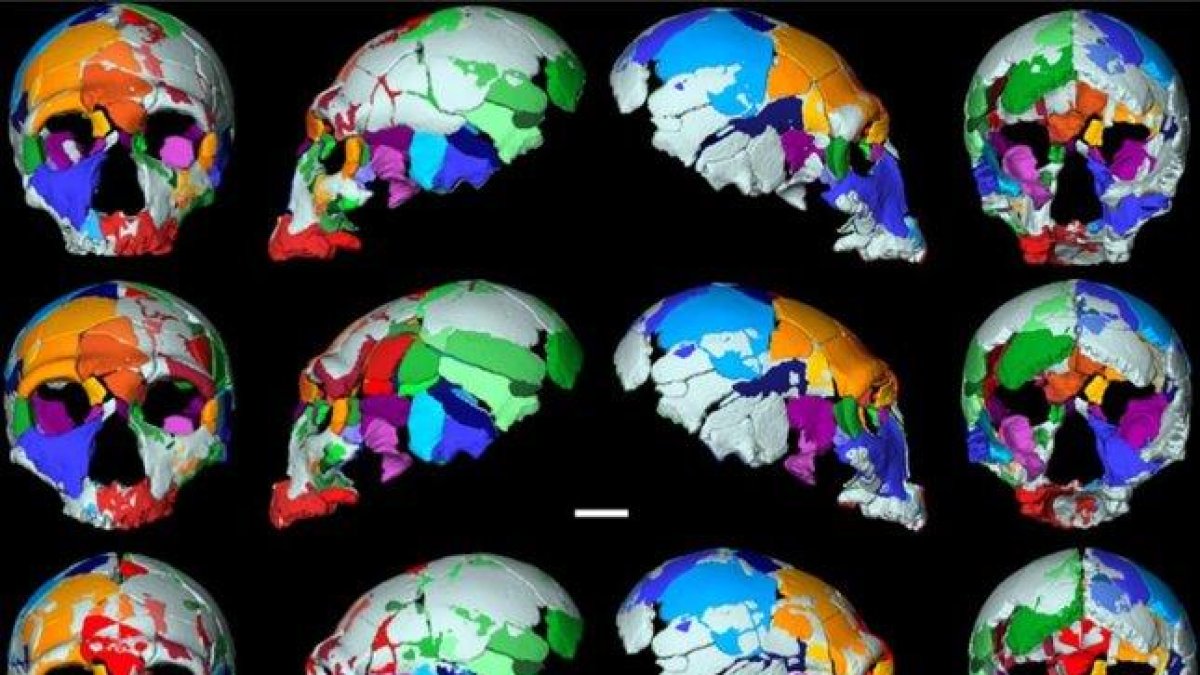 Reconstrucciones de uno de los cráneos hallados en Apidima.