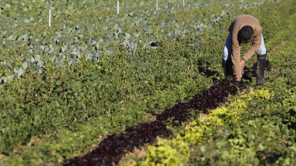 El campo apuesta por hacer un esfuerzo para adaptar el sector agrario al libre mercado.