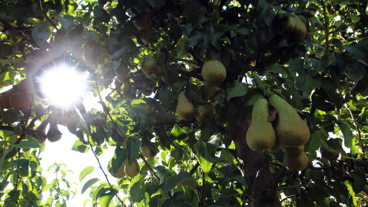 Los frutales bercianos adscritos a las marcas de garantía no están cubiertos ante el riesgo de heladas primaverales.