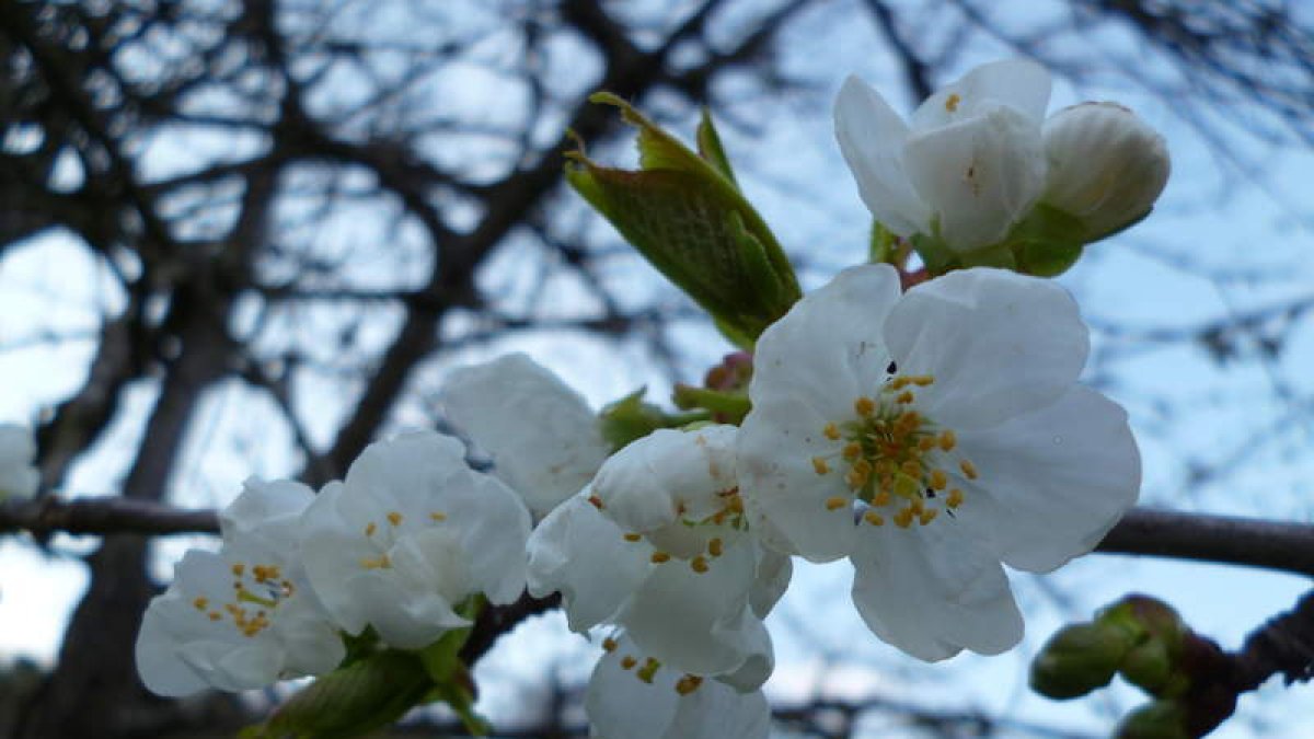 Primer plano de la flor del cerezo tomada ayer, incio de la floración de este año.