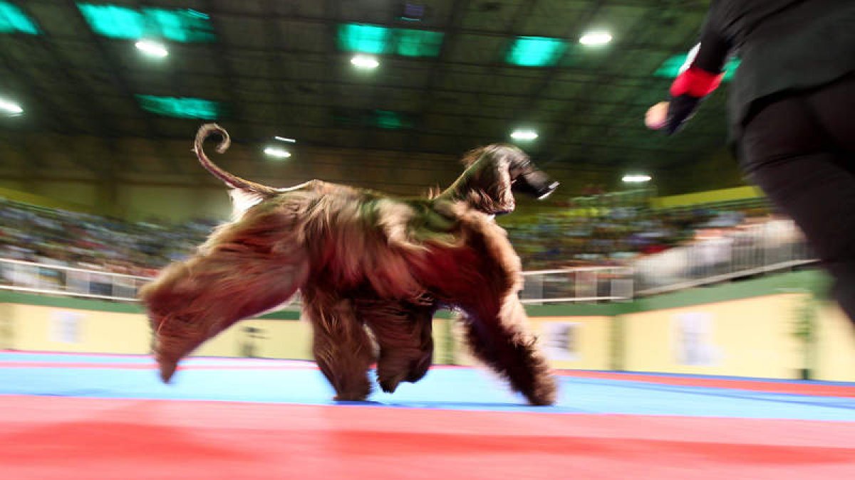 Imagen de una la exposición canina celebrada el año pasado en León. SECUNDINO PÉREZ